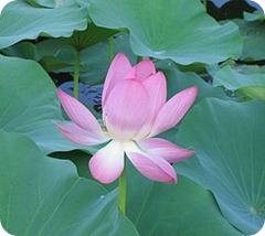 lotus nonattachment