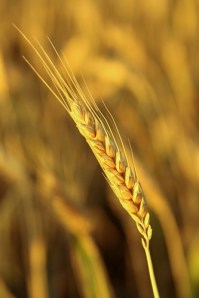 4068603688_94b17a345c