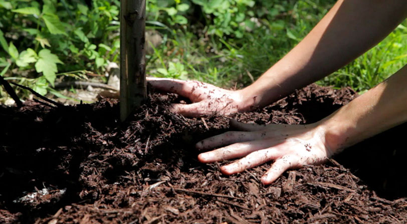 planting-a-tree--banner-3